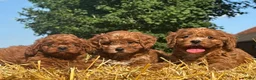 Cavapoo honden te koop: Cavapoo pups getest hypoallergeen mini doodle - Advertentie 1