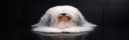 Polski Owczarek Nizinny honden te koop: Gouden mandje zoeken - Advertentie 5
