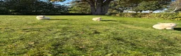Golden Retriever honden te koop: Prachtig nestje Golden Retrievers aangeboden - Advertentie 5
