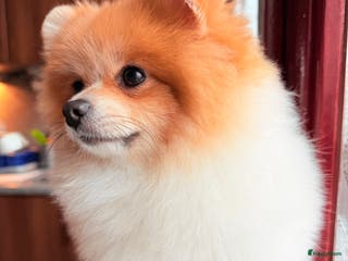 Pomeriaan honden Mikkie Pomperiaan - Advertentie 1