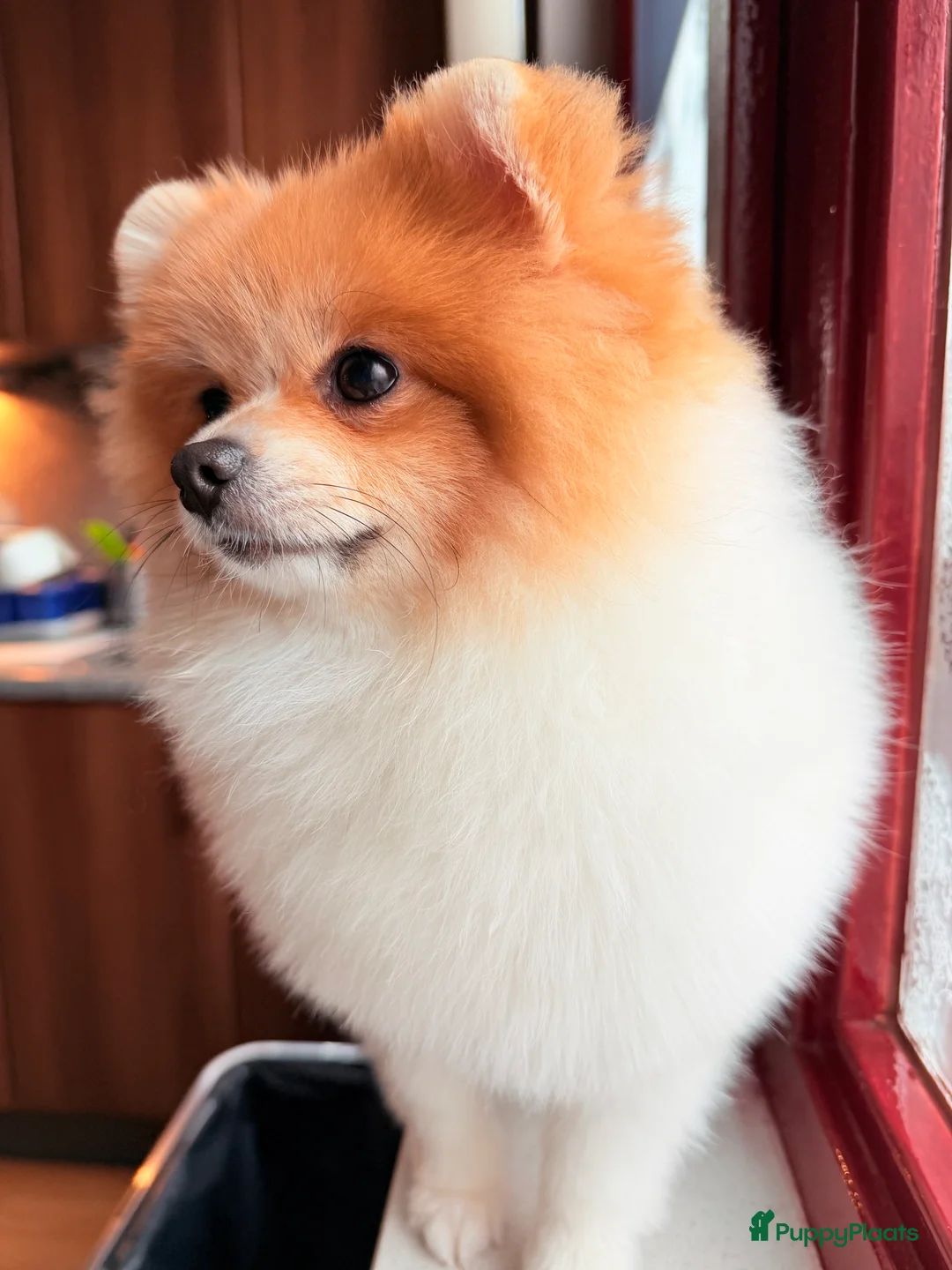 Pomeriaan honden te koop: Mikkie Pomperiaan - Advertentie 1