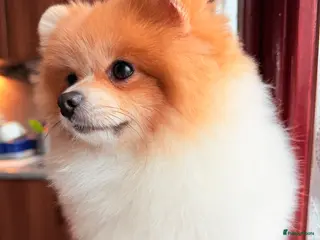 Pomeriaan honden Mikkie Pomperiaan - Advertentie 15