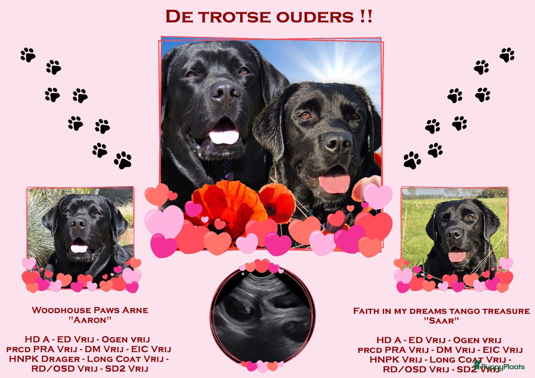 Labrador Retriever honden te koop: Zwarte en gele labrador pups met stamboom - Afbeelding 1