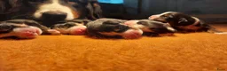 Berner Sennenhond honden te koop: Berner sennen pups met stamboom - Advertentie 5