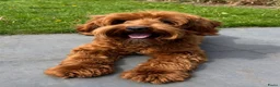 Australian Labradoodle honden te koop: Australian Labradoodle pups van geteste ouders - Advertentie 9