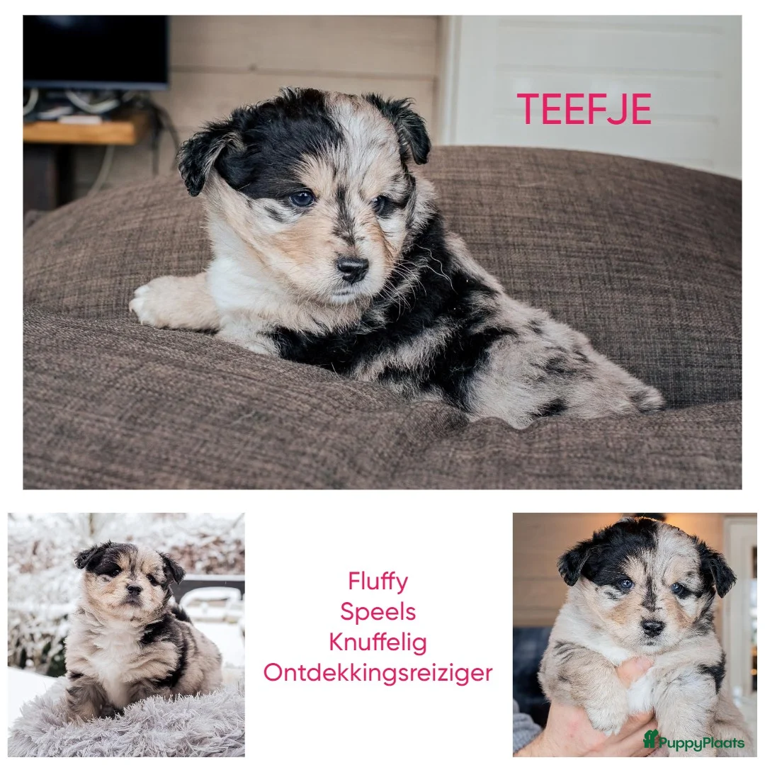 Kruising honden te koop: Unieke kruising met populaire rassen! - Advertentie 4