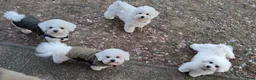 Bichon Frisé honden te koop: Prachtige Bichon Frisé met stamboom - Advertentie 5