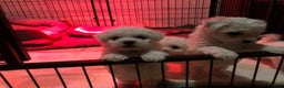 Bichon Frisé honden te koop: bichon frise pups - Advertentie 5