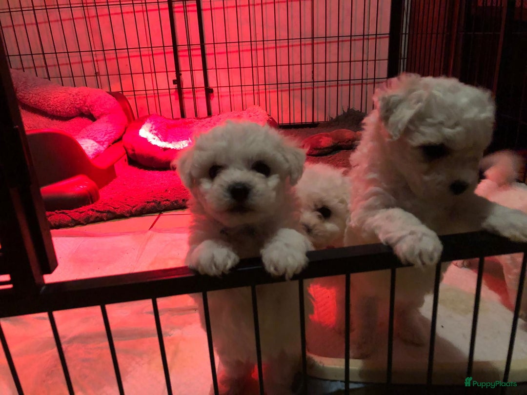 Bichon Frisé honden te koop: bichon frise pups - Advertentie 5
