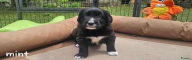 Meneer Mint