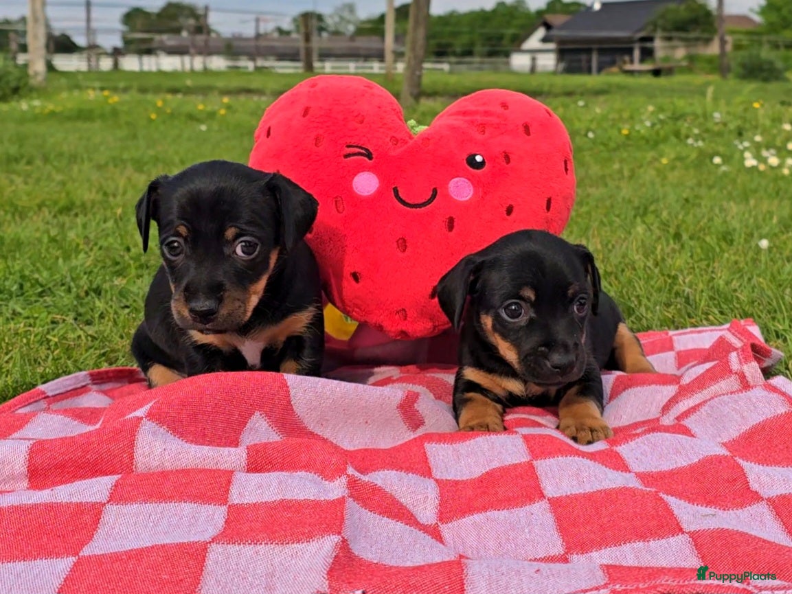 Jack Russel Terriër honden Teef puppy Jack Russell 😍🐶 Black and Tan - Advertentie 1