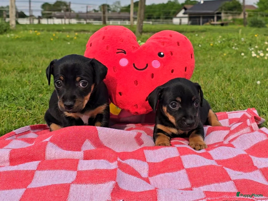Jack Russel Terriër honden te koop: Teef puppy Jack Russell 😍🐶 Black and Tan - Advertentie 1
