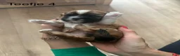 Shih Tzu honden te koop: Shih tzu pups  - Advertentie 8