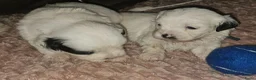 Maltezer honden te koop: Boomer malshi - Advertentie 4