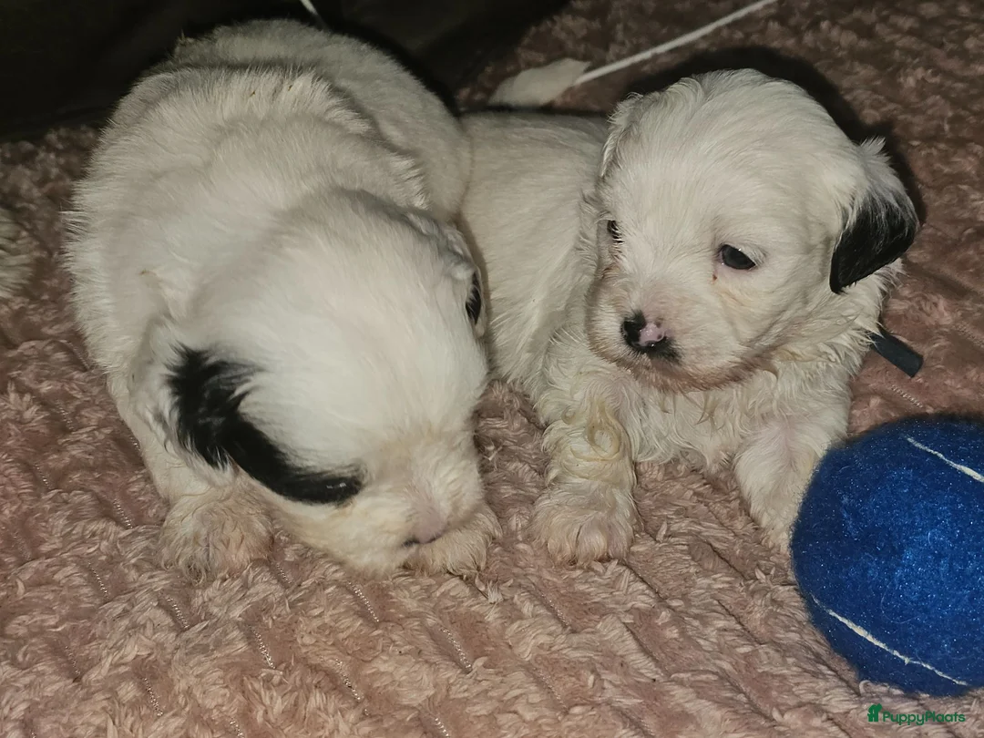 Maltezer honden te koop: Boomer  - Advertentie 2
