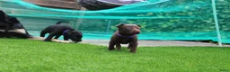 Australian Kelpie honden te koop: Australian Kelpie pups zoeken actieve baasjes - Advertentie 7