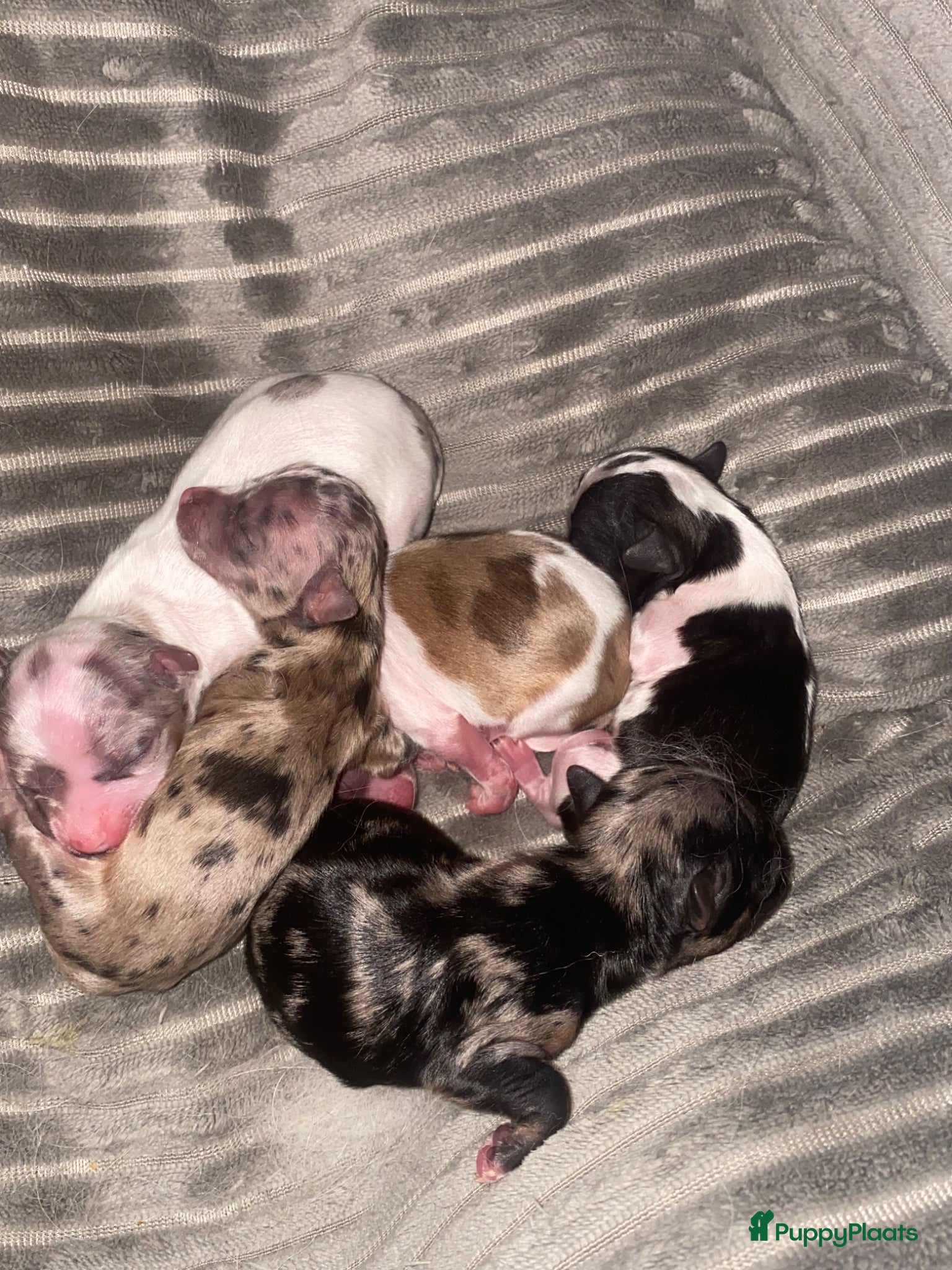 Chihuahua honden Chihuahua pups reutjes - Advertentie 7