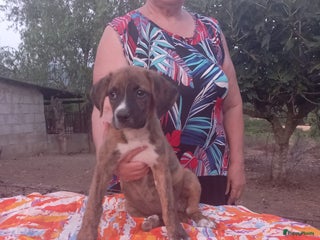 Kruising honden Lilly zoekt een baasje - Advertentie 13