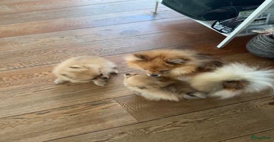 Pomeriaan honden - Advertentie 6