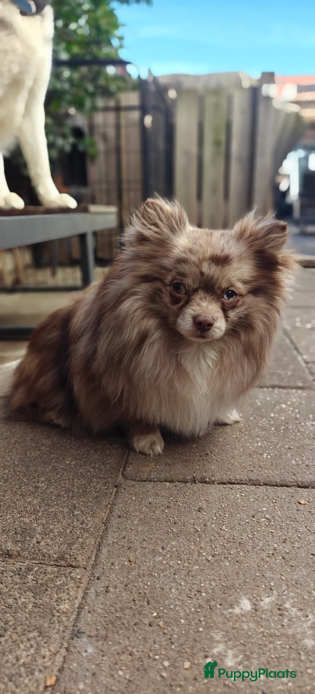 Pomeriaan honden ter dekking: Chocolate Merle Tan Pomeriaan Dekreu in Eindhoven - Advertentie 2