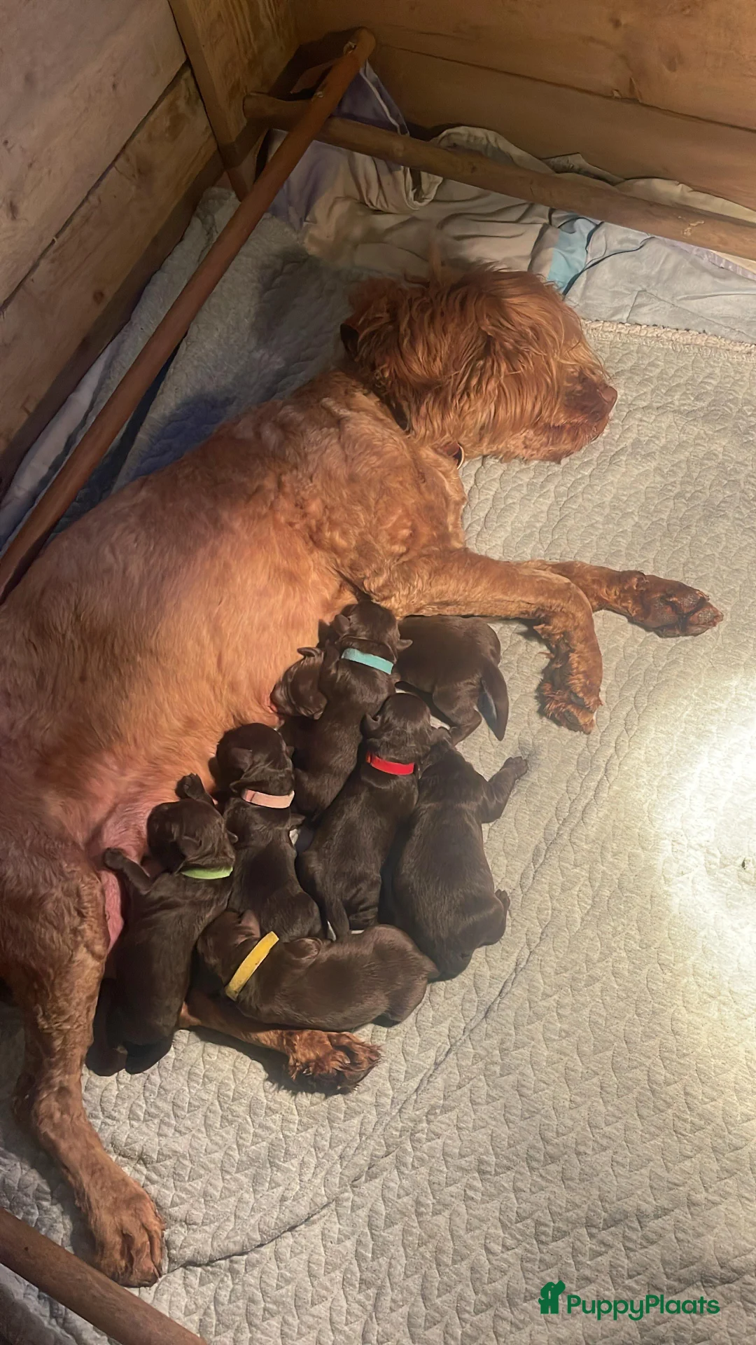 Australian Labradoodle honden te koop: Medium Chocolade labradoodles met Australian bloed - Advertentie 6