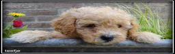Maltipoo honden te koop: Maltipoo F1b pups - Advertentie 6
