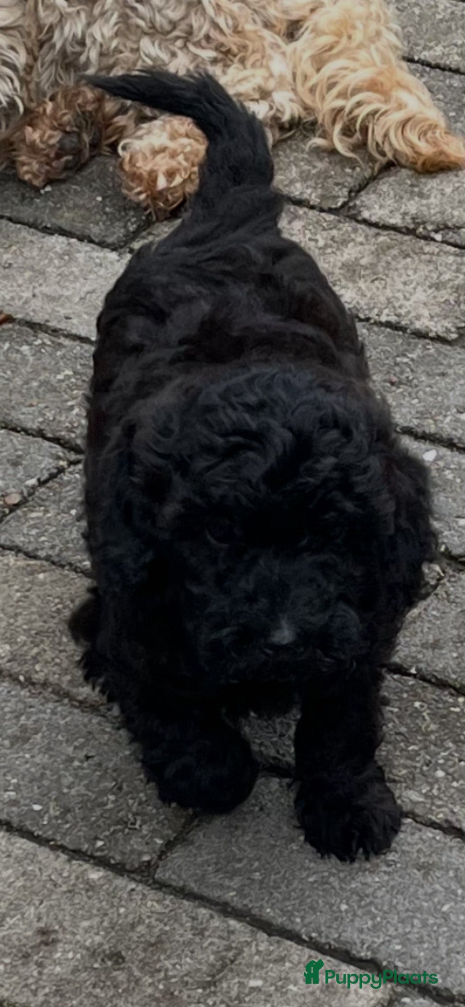 Kruising honden Labradoodle mini - Advertentie 4