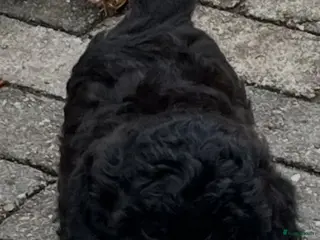 Kruising honden Labradoodle mini - Advertentie 4