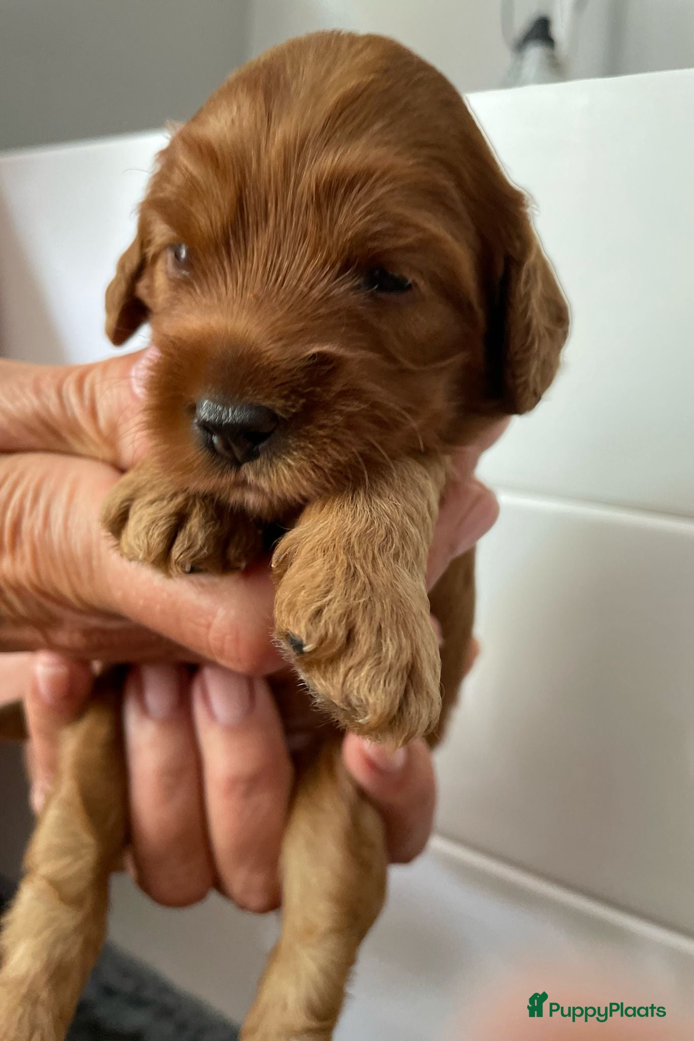 Australian Labradoodle honden te koop: Nestje Australian Labradoodles mini - Advertentie 5