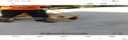 Kruising honden te koop: Clara 2 zoekt een baasje - Advertentie 3