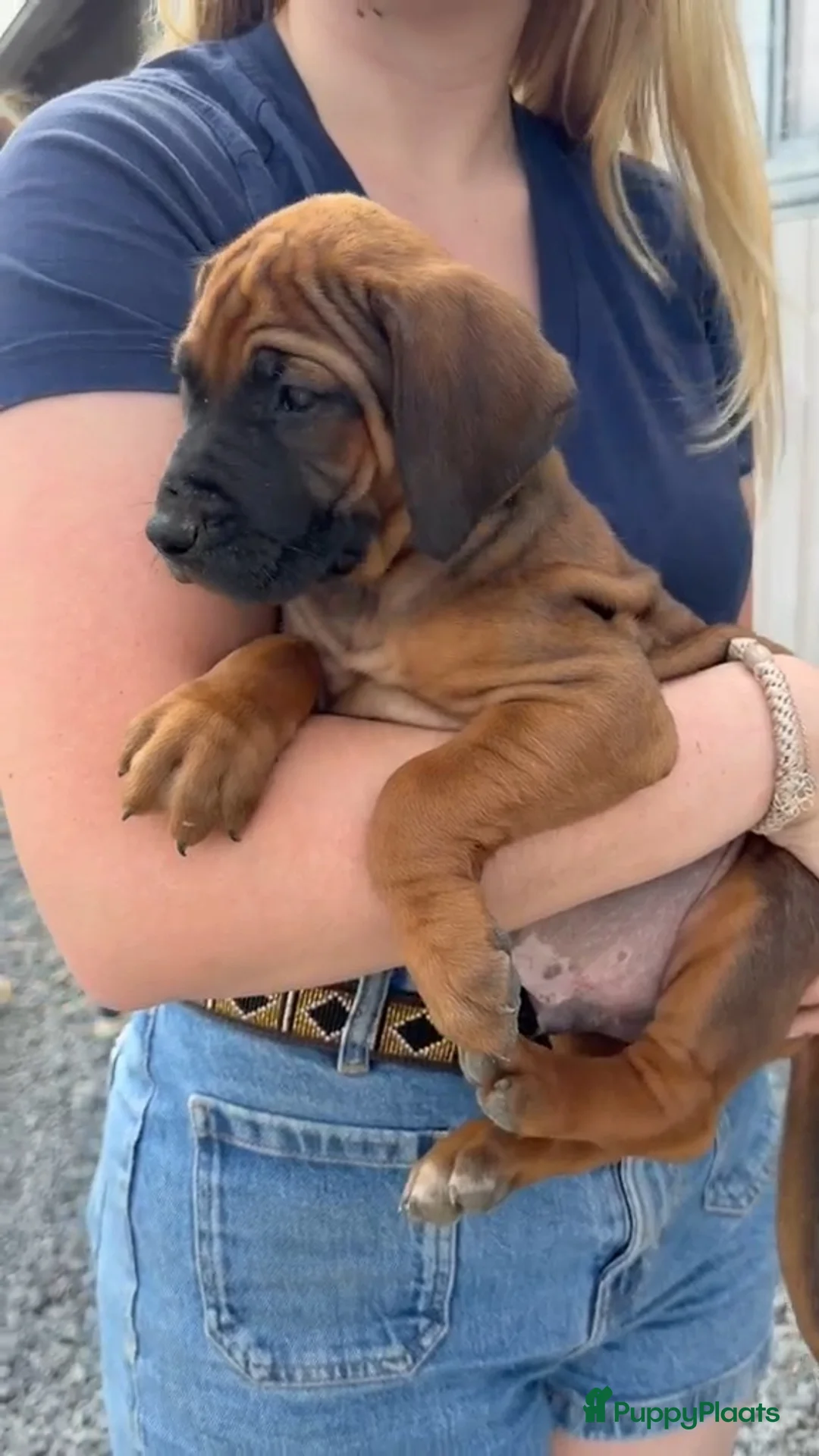 Rhodesian Ridgeback honden te koop: Rhodesian ridgeback pups - Advertentie 2