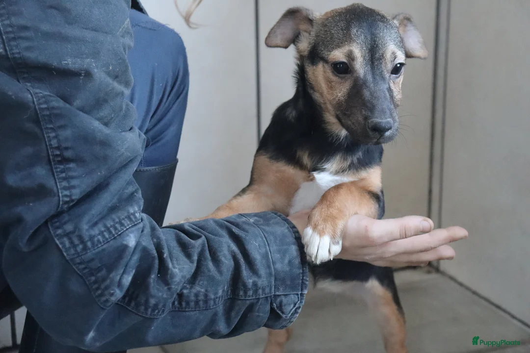 Jack Russel Terriër honden te koop: Zeer lieve en mooie jack russels te koop - Advertentie 15