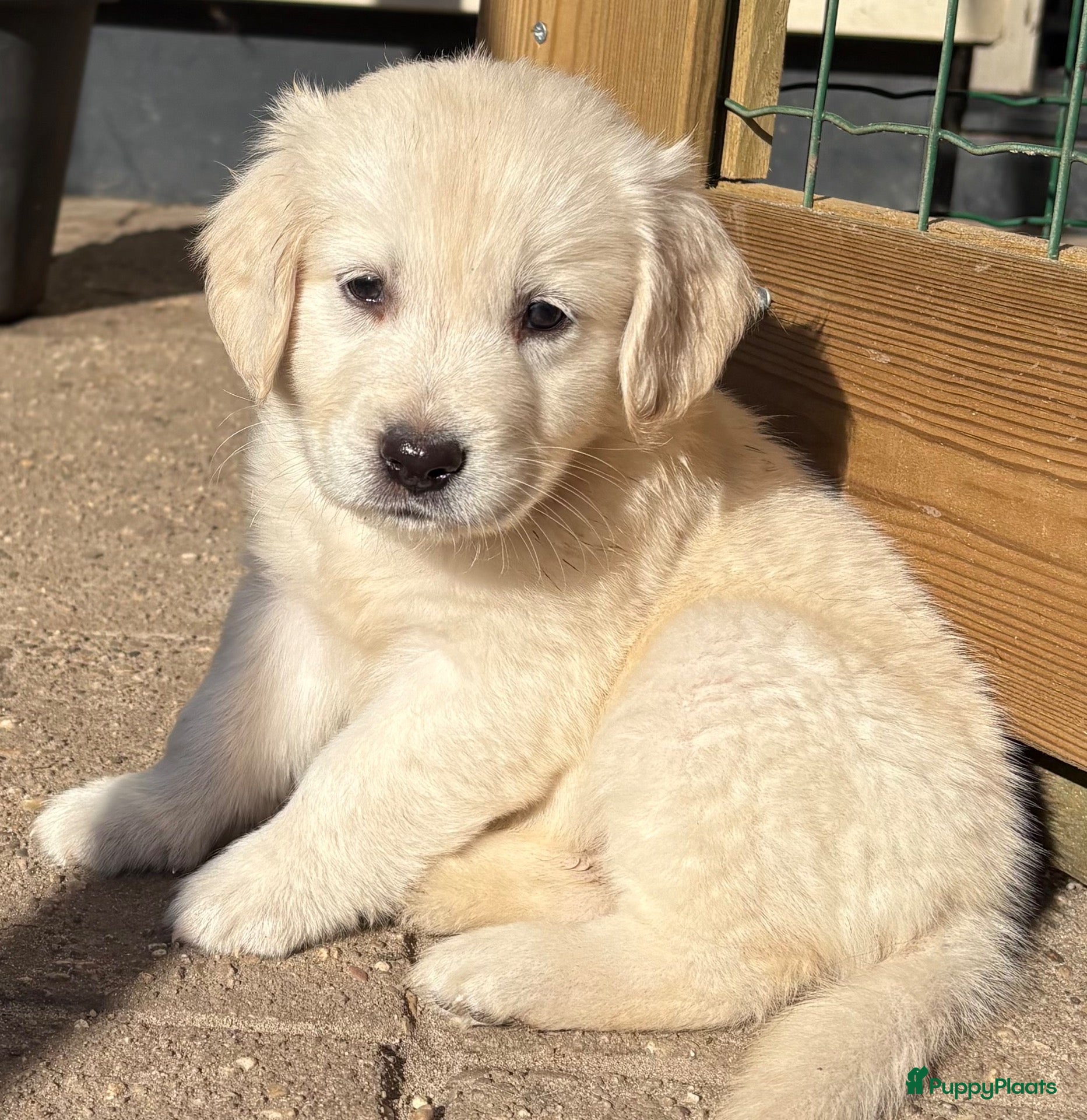 Goldador honden te koop: Golden retriever pups - Advertentie 1