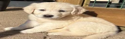 Goldador honden te koop: Golden retriever pups in Swifterbant - Advertentie 1