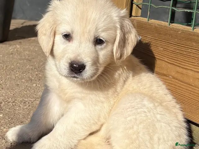 Goldador honden te koop: Golden retriever pups - Advertentie 1