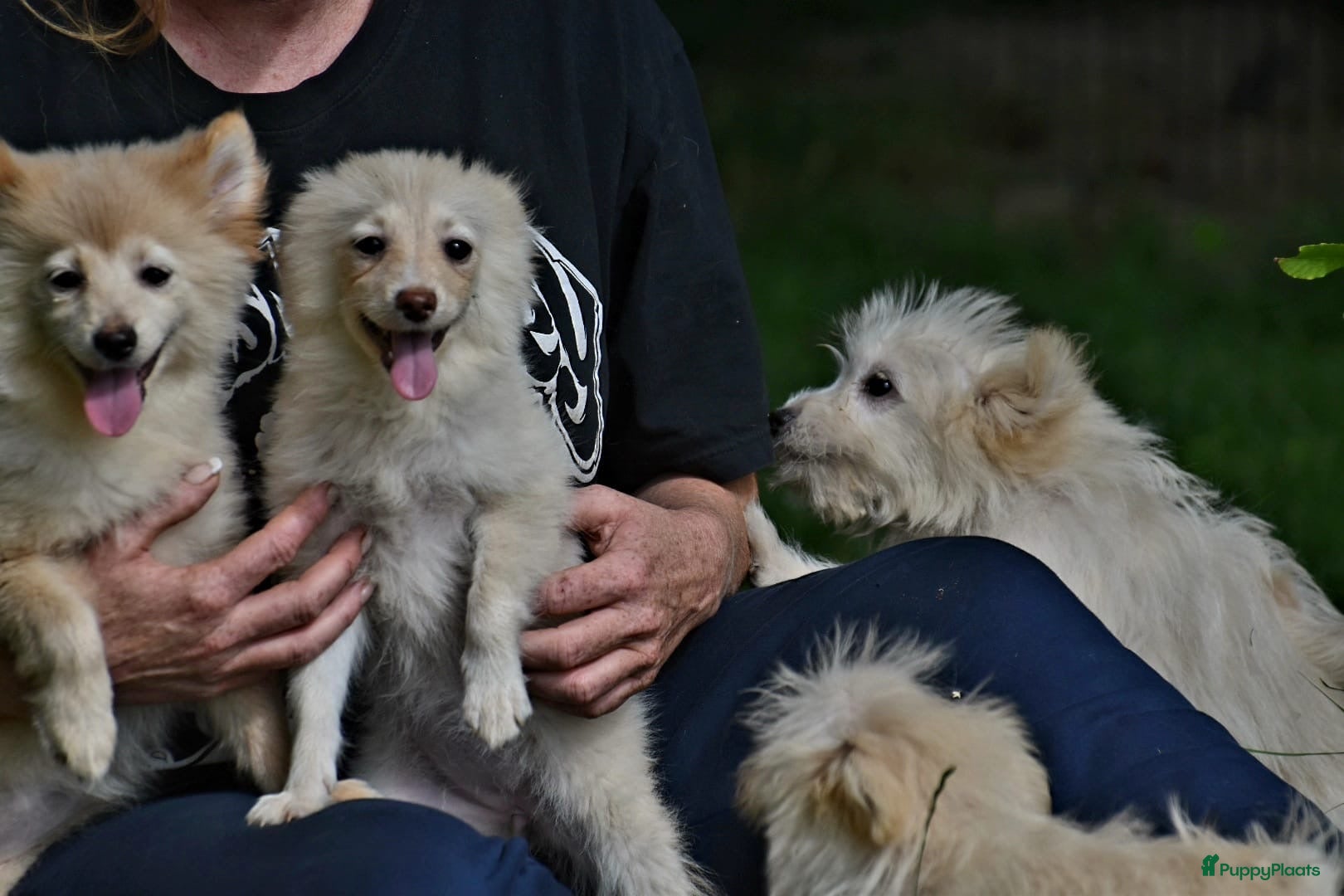 Kruising honden 6 Prachtige BooPom’s, 4 meiden🎀 2 jongens🧢 - Advertentie 1