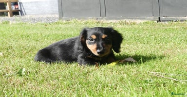 Teckel (langhaar) honden - Advertentie 5