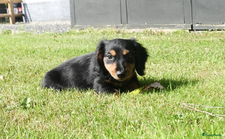 Teckel (langhaar) honden - Advertentie 5