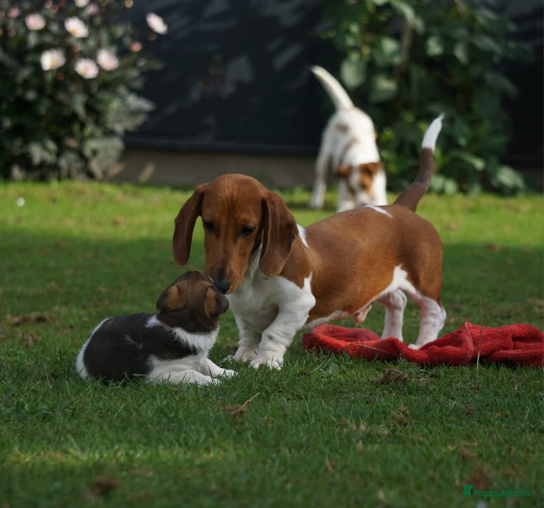 Kruising honden te koop: Super leuke jackel pups - Advertentie 2