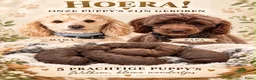 Maltipoo honden te koop: Maltipoo  - Advertentie 7