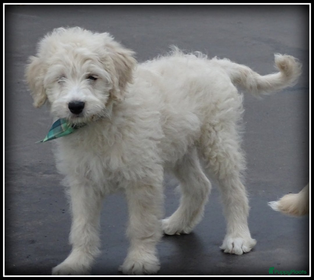 Labradoodle honden te koop: Labradoodle pups volledig geent. - Advertentie 3
