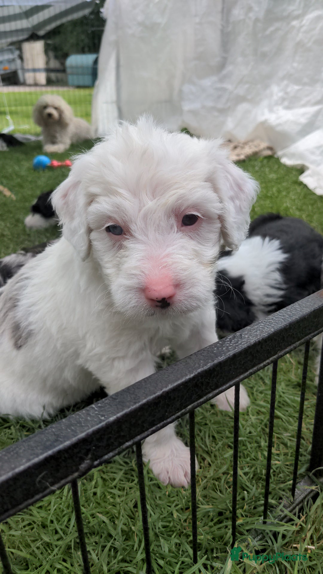 Kruising honden te koop: Mooi, lief en slim! hypoallergene Spaanse aussies - Afbeelding 15