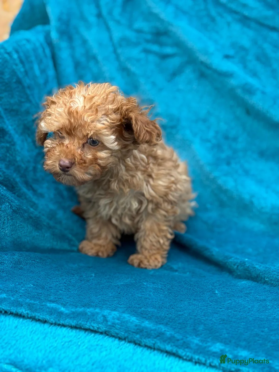 Poedel Toy honden te koop: Toypoedel toy poedel - Advertentie 10