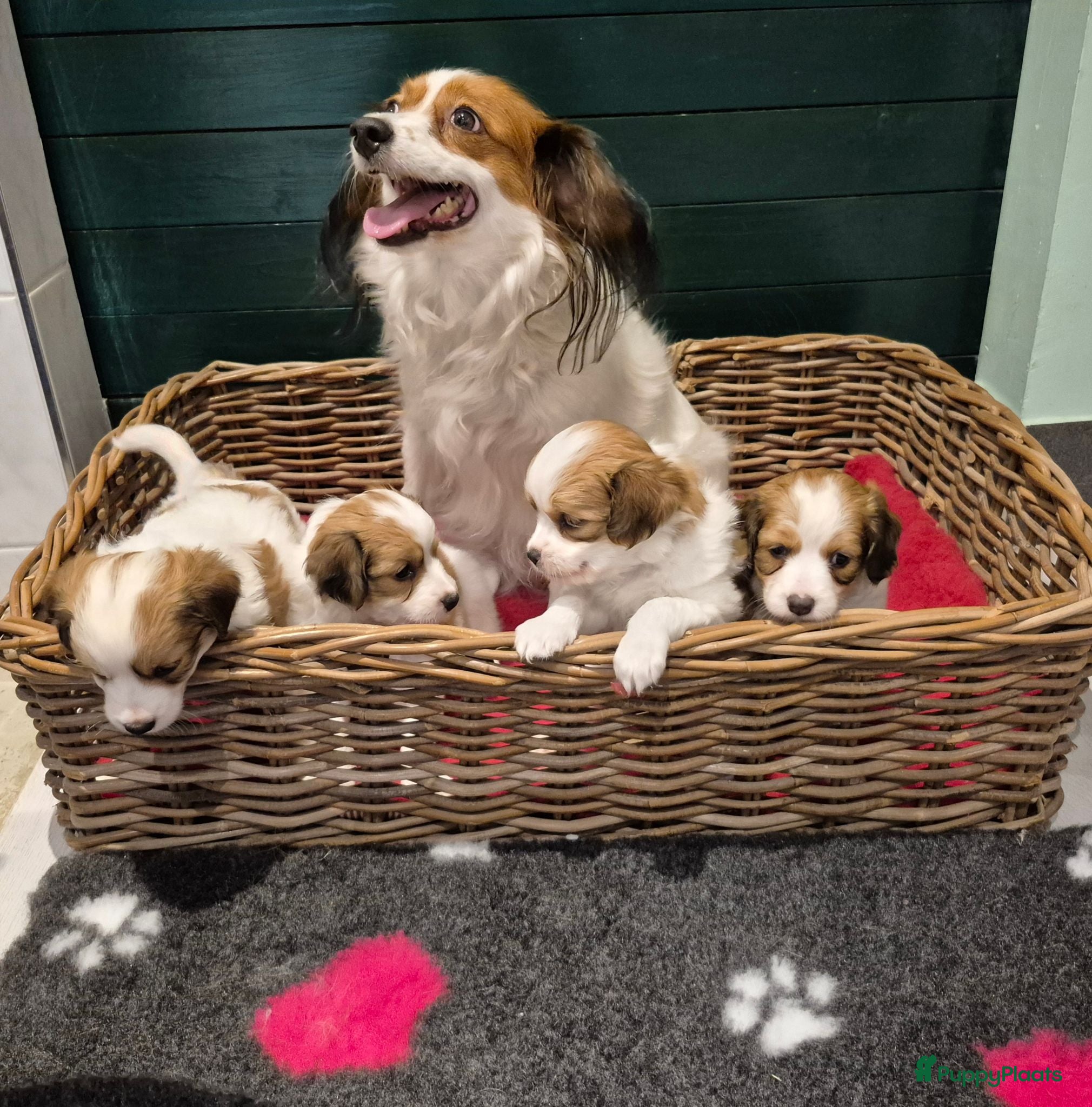 Kooikerhondje honden  Kooikerhondje puppy's /Kooiker pups, Kooikerhond  - Advertentie 2
