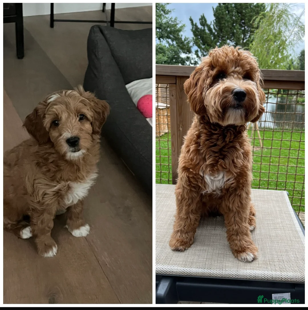 Australian Labradoodle honden te koop: Medium Cobberdog/Australian Labradoodle nestaank - Advertentie 31