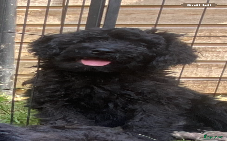 Labradoodle honden - Advertentie 2