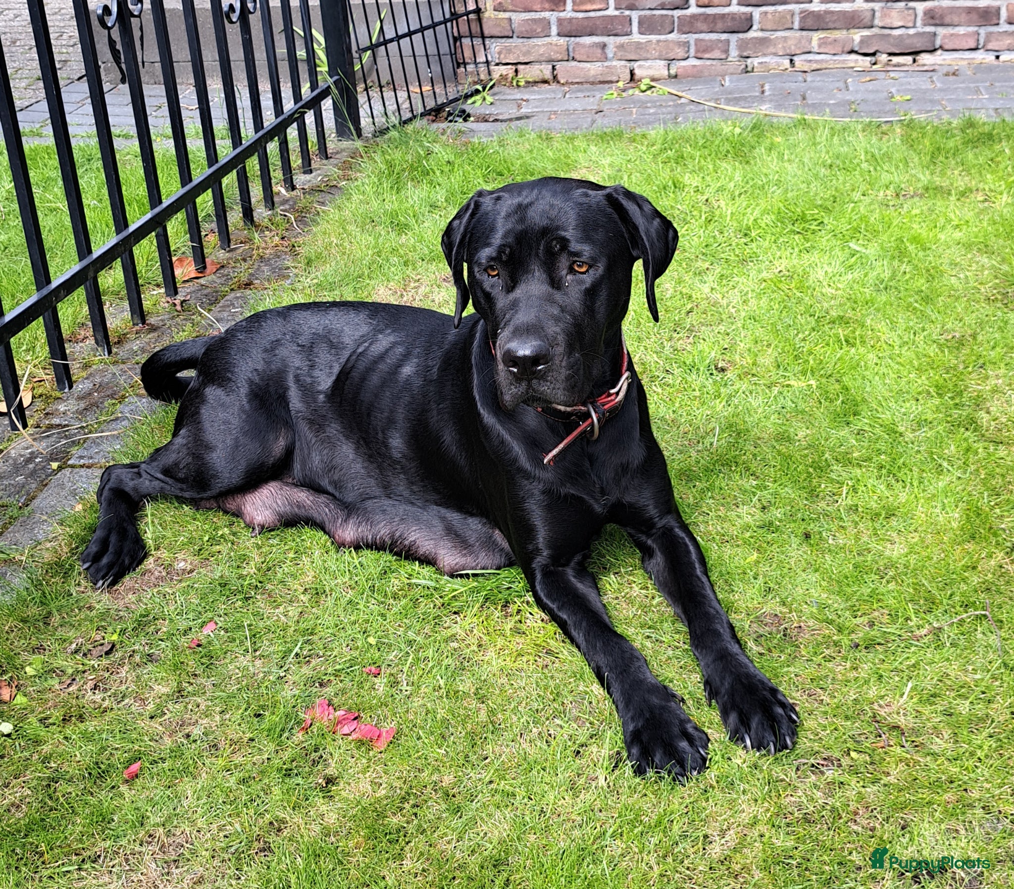 Labrador Retriever honden Labrador kruising - Advertentie 2