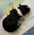 Border Collie Puppy 7