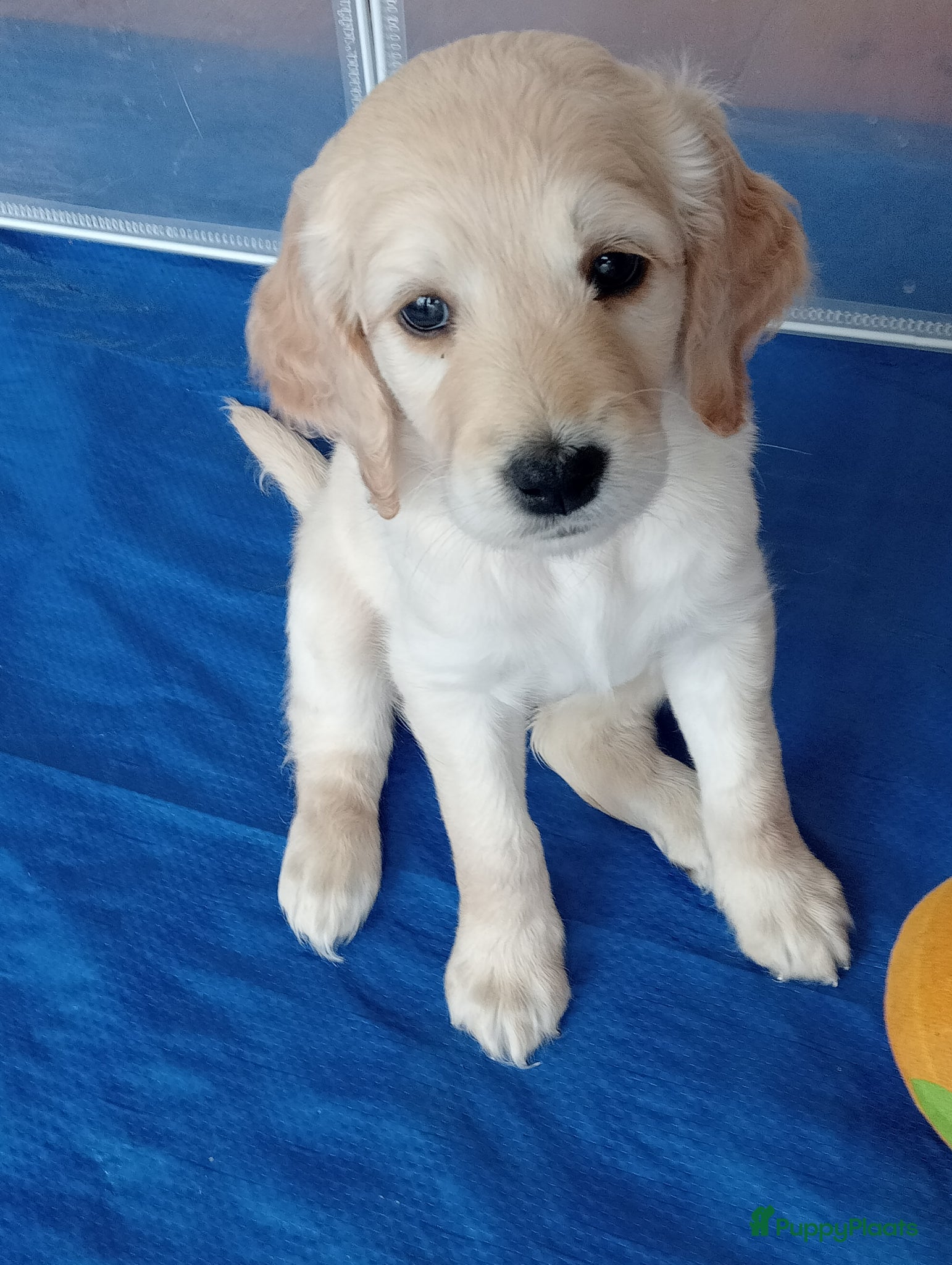 Labradoodle honden Labradoodle puppies  - Advertentie 1