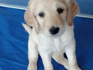Labradoodle honden Labradoodle puppies - Advertentie 1
